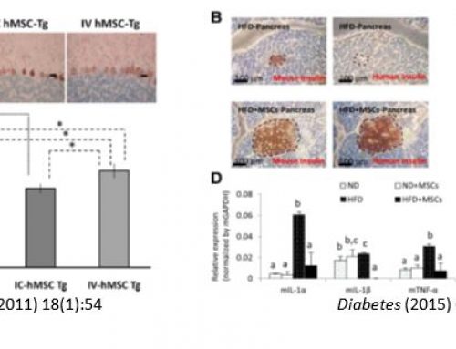 Clinical Application of MSCs