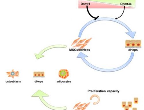 TGFβ1-Dnmts axis control the hepatic plasticity of MSCs