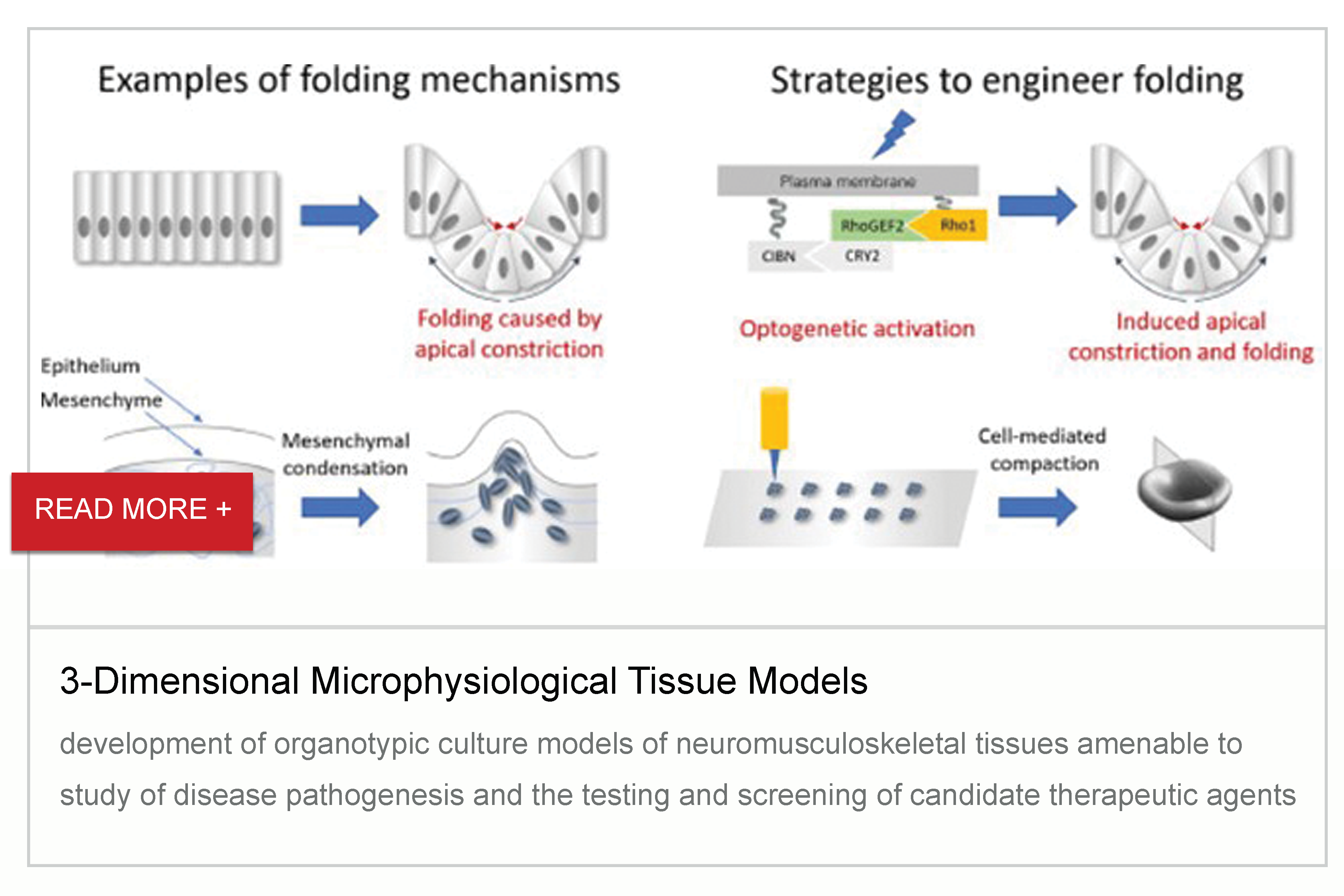 3-Dimensional Microphysiological Tissue Models